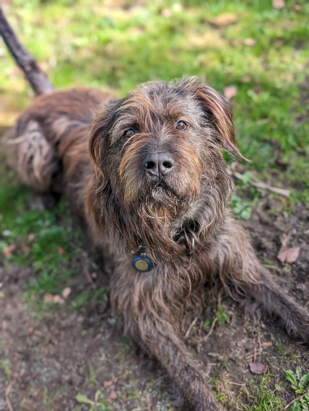 Appa the dog, front view