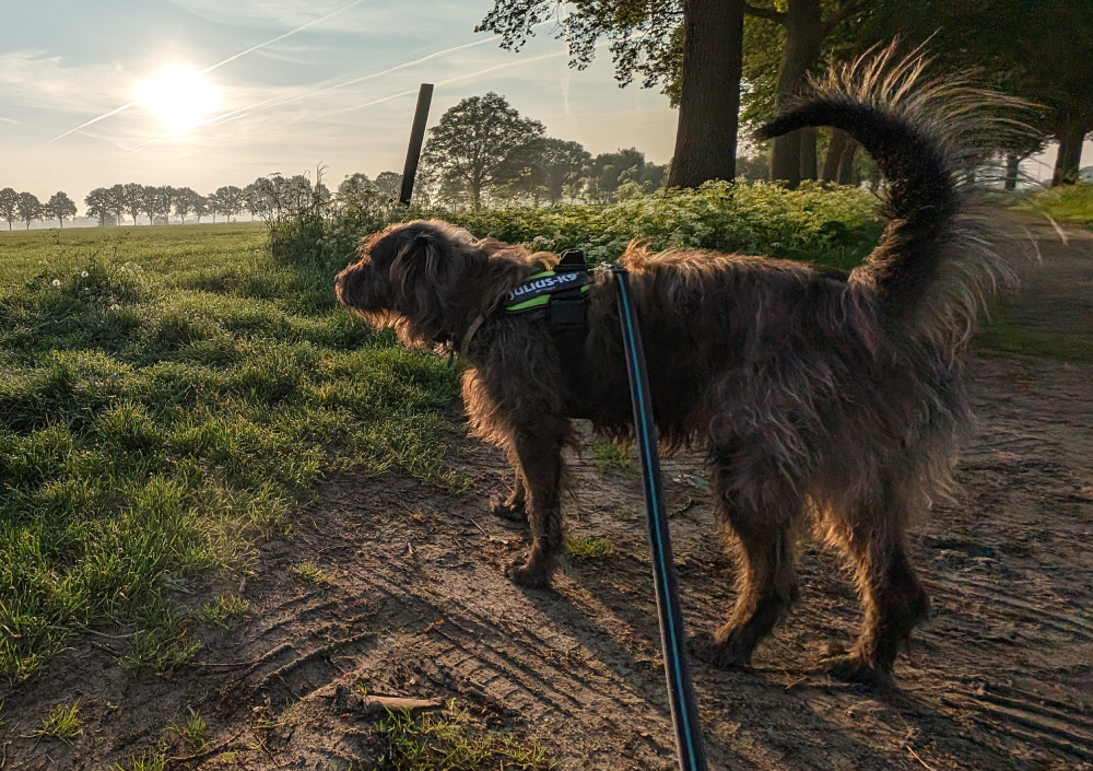 Appa the dog, side view