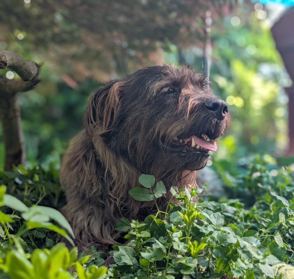Appa the dog, profile view